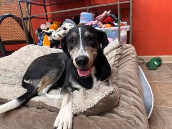 Rescue Collie and Labrador Retriever Dogs for Adoption in Varnville, South Carolina - Angel | PetCurious