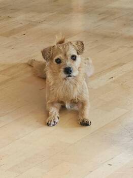 Lucy the Border Terrier Mix -  Border Terrier and Dachshund Dog for Adoption in Muskego, Wisconsin - Lucy The Border Terrier Mix | PetCurious