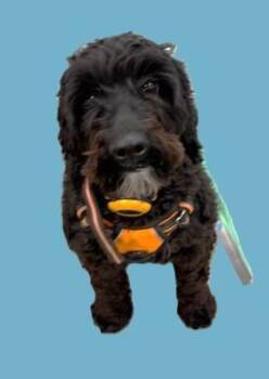 Bernadoodle Dogs Available for Adoption in Pasco, Washington - Chief | PetCurious