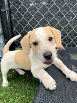 Rutabaga -  Beagle Dog for Adoption - Rutabaga | PetCurious