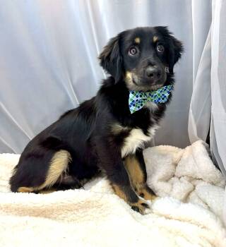 Australian Shepherd Dogs Available for Adoption - Benedict | PetCurious