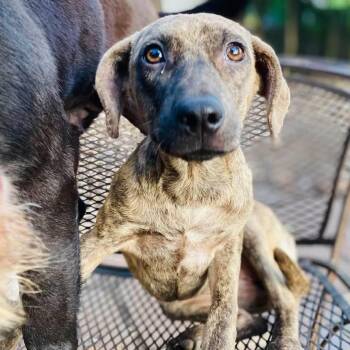Rescue Beagle and Terrier Dogs for Adoption in Goliad, Texas - Florence PC | PetCurious