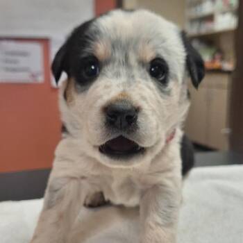 Mixed Breed Dogs Available for Adoption in Flagstaff, Arizona - Beret | PetCurious