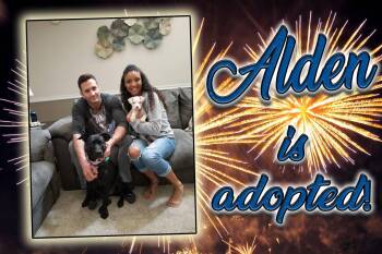 Alden aka Midas -  American Bulldog Dog for Adoption in Pensacola, Florida - Alden Aka Midas | PetCurious