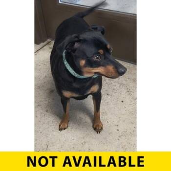 Magoo -  Miniature Pinscher and Mixed Breed Dog for Adoption in Eugene, Oregon - Magoo | PetCurious