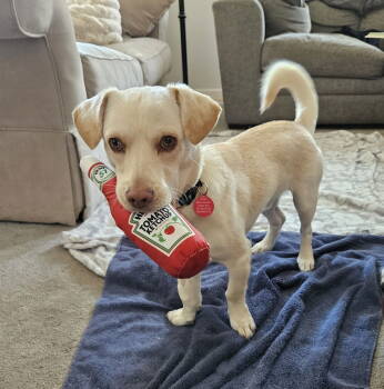 Rescue Terrier Dogs for Adoption in Seattle, Washington - Cheddar | PetCurious