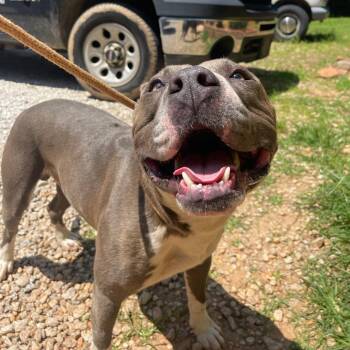 Dallas -  Pit Bull Terrier and Mixed Breed Dog for Adoption in Valley, Alabama - Dallas | PetCurious