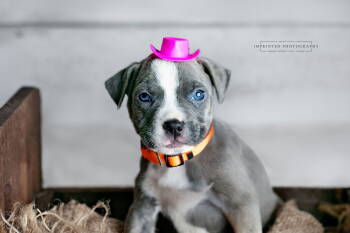Rescue Pit Bull Terrier Dogs for Adoption in Rockville, Maryland - Country Music Litter - Carly (puppy) | PetCurious