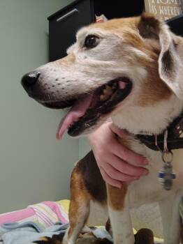 Max -  Beagle Dog for Adoption in Muskegon, Michigan - Max | PetCurious