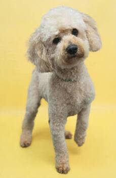 Miniature Poodle Dogs Available for Adoption in Wheelersburg, Ohio - Wilson  | PetCurious