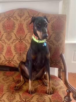 Rescue Doberman Pinscher Dogs for Adoption in Louisville, Kentucky - Lily | PetCurious