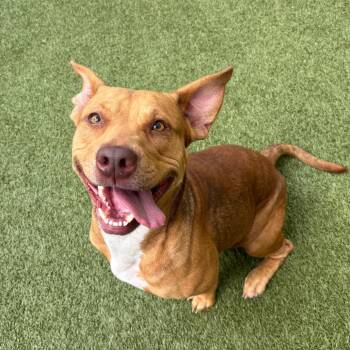 Rosie -  Mixed Breed Dog for Adoption in Titusville, Florida - Rosie | PetCurious
