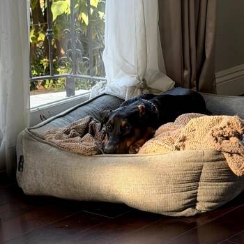 Aeries -  Doberman Pinscher Dog for Adoption in Los Angeles, California - Aeries | PetCurious