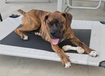 Rona -  Boxer Dog for Adoption in Middlesex, New Jersey - Rona | PetCurious