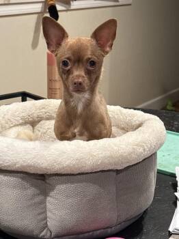 Chihuahua and Rat Terrier Dogs Available for Adoption - Hot Stuff Hazel | PetCurious
