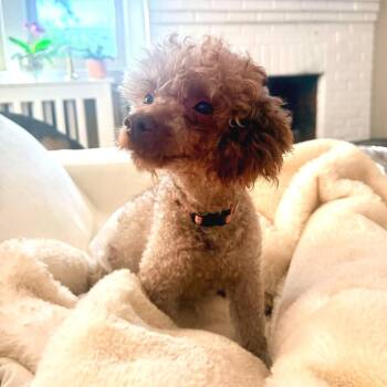 Elliott -  Miniature Poodle Dog for Adoption in Fredericksburg, Virginia - Elliott | PetCurious