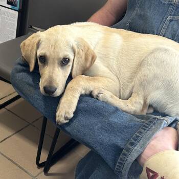 Freeway -  Golden Retriever and Labrador Retriever Dog Available for Adoption in Starkville, Mississippi - Freeway | PetCurious