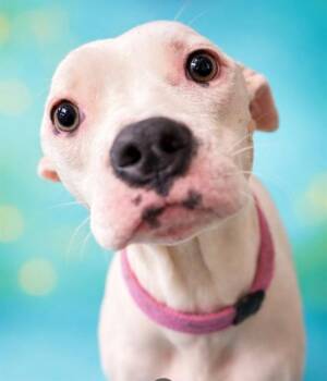 Mixed Breed Dogs Available for Adoption in Jacksonville, Florida - SHEEBA | PetCurious