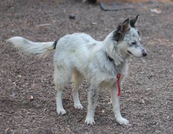 Iris -  Australian Cattle Dog Blue Heeler and Husky Dog for Adoption in Paso Robles, California - Iris | PetCurious