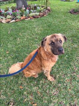 Leonberger and Mixed Breed Dogs Available for Adoption in Conroe, Texas - A427265 | PetCurious