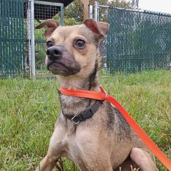 Jax -  Chihuahua and Mixed Breed Dog for Adoption in Wimberley, Texas - Jax | PetCurious