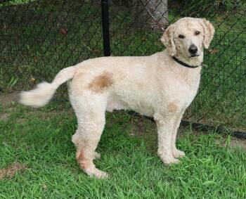 Coco Bear -  Goldendoodle Dog for Adoption in Harrison, New York - Coco Bear | PetCurious