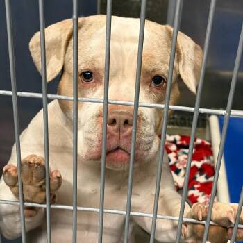 Melanie -  Pit Bull Terrier and Mixed Breed Dog for Adoption in Show Low, Arizona - Melanie | PetCurious