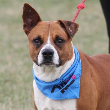 Rescue Boxer Dogs for Adoption in Lemont, Illinois - Dancer | PetCurious