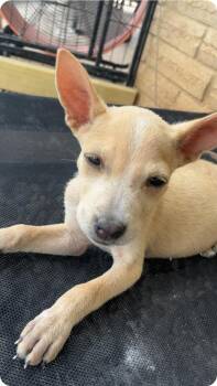 Chihuahua Dogs Available for Adoption in Paramus, New Jersey - Ginger | PetCurious