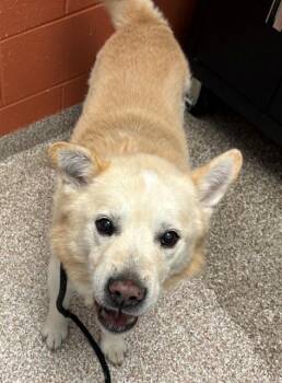 CANYON -  Siberian Husky and Mixed Breed Dog for Adoption in Colorado Springs, Colorado - CANYON | PetCurious