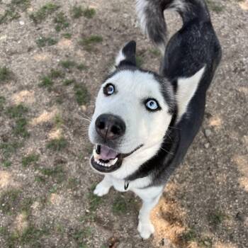 Xena -  Husky Dog for Adoption in Fairmont, Minnesota - Xena | PetCurious