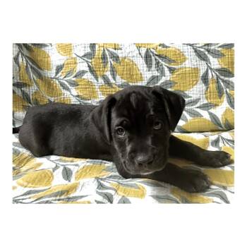Mike -  Labrador Retriever and Pit Bull Terrier Dog for Adoption in Minneapolis, Minnesota - Mike | PetCurious