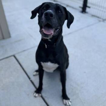 Roscoe -  Mixed Breed Dog for Adoption in Janesville, Wisconsin - Roscoe | PetCurious