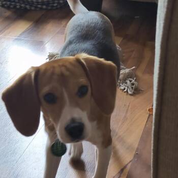 Crab Dip -  Beagle Dog for Adoption in Northbrook, Illinois - Crab Dip | PetCurious
