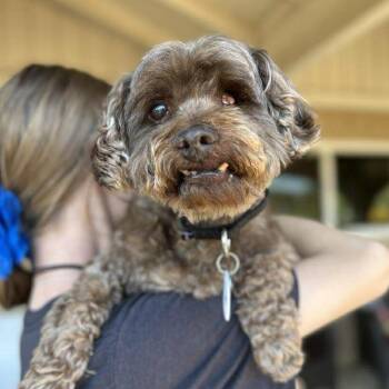 Rescue Poodle and Terrier Dogs for Adoption in Ramona, California - Arthur | PetCurious