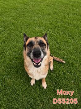 Moxy -  German Shepherd Dog Dog Available for Adoption in Clarksville, Tennessee - Moxy | PetCurious