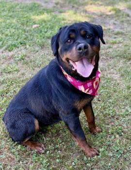 Darla -  Rottweiler Dog for Adoption in Hazlet, New Jersey - Darla | PetCurious