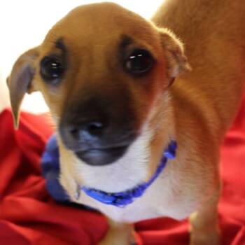 Magnus -  Chiweenie Dog for Adoption in San Antonio, Texas - Magnus | PetCurious