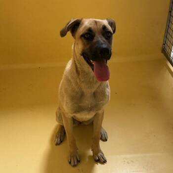 Layla* -  Shepherd and Mixed Breed Dog for Adoption in San Gabriel, California - Layla* | PetCurious