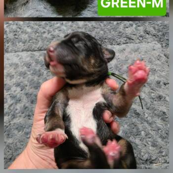 Chibi -  Bluetick Coonhound and Pit Bull Terrier Dog for Adoption in Chesapeake, Virginia - Chibi | PetCurious