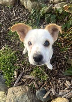 Rescue Mixed Breed Dogs for Adoption in Cedar Rapids, Iowa - Perry | PetCurious