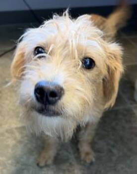 Poppy -  Terrier Dog for Adoption in Murphy, Texas - Poppy | PetCurious