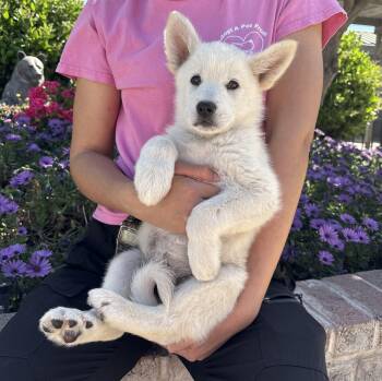 Great Pyrenees and Husky Dogs Available for Adoption - Aurora | PetCurious