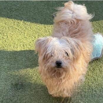 TEDDY -  Miniature Poodle and Chihuahua Dog for Adoption in Norwalk, Connecticut - TEDDY | PetCurious