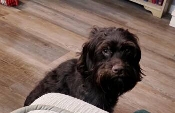 German Wirehaired Pointer Dogs Available for Adoption in Richmond, Kentucky - Teddy | PetCurious