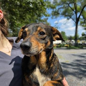 Weston -  Terrier Dog for Adoption in Fairfax Station, Virginia - Weston | PetCurious