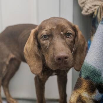 Ocean -  Bloodhound and Labrador Retriever Dog for Adoption in Pawling, New York - Ocean | PetCurious