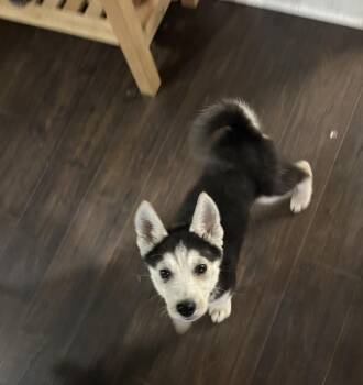 Siberian Husky Dogs Available for Adoption - Rodney | PetCurious