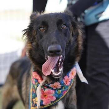 GRETEL -  Belgian Shepherd Malinois Dog for Adoption in San Antonio, Texas - GRETEL | PetCurious