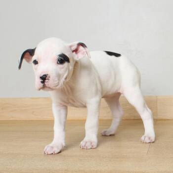 Pit Bull Terrier Dogs Available for Adoption in Minnetonka, Minnesota - Zest D68981 | PetCurious